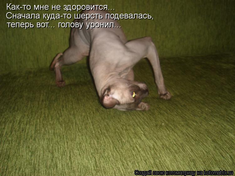 Как-то мне не здоровится... Сначала куда-то шерсть подевалась, теперь вот... голову уронил...... Котоматрица: Как-то мне не здоровится... Сначала куда-то шерсть подевалась, теперь вот... голову уронил...