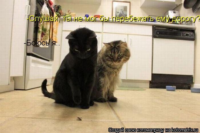 -Слушай, ты не мог бы перебежать ему дорогу? -Боюсь я..... Котоматрица: -Слушай, ты не мог бы перебежать ему дорогу? -Боюсь я..
