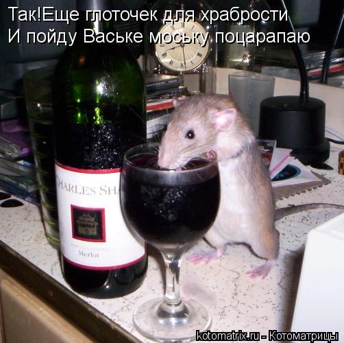 Так!Еще глоточек для храбрости Так!Еще глоточек для храбрости И пойду Ваське моську поцарапаю... Котоматрица: Так!Еще глоточек для храбрости Так!Еще глоточек для храбрости И пойду Ваське моську поцарапаю
