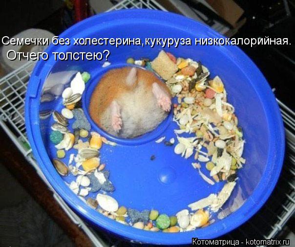Семечки без холестерина,кукуруза низкокалорийная. Отчего толстею?... Котоматрица: Семечки без холестерина,кукуруза низкокалорийная. Отчего толстею?
