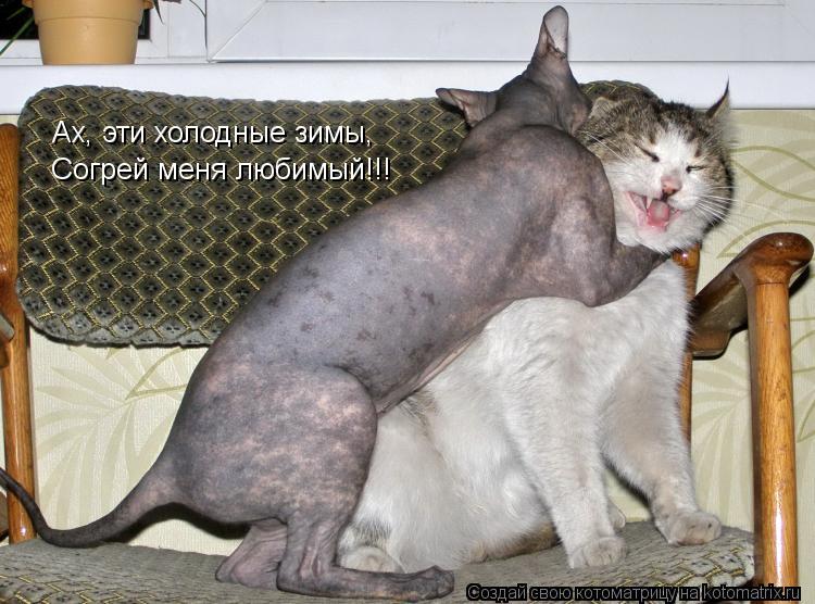 Ах, эти холодные зимы, Согрей меня любимый!!!... Котоматрица: Ах, эти холодные зимы, Согрей меня любимый!!!