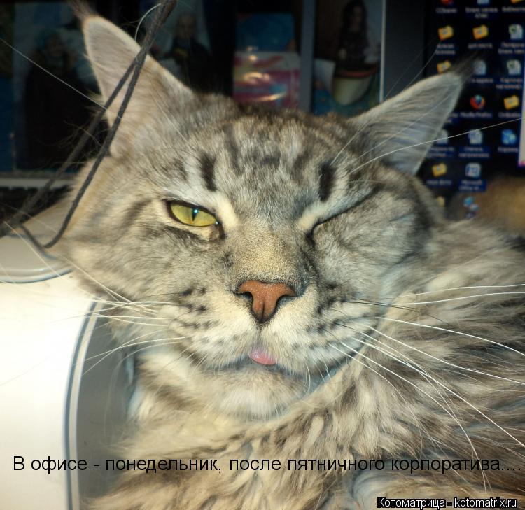 В офисе - понедельник, после пятничного корпоратива....... Котоматрица: В офисе - понедельник, после пятничного корпоратива....