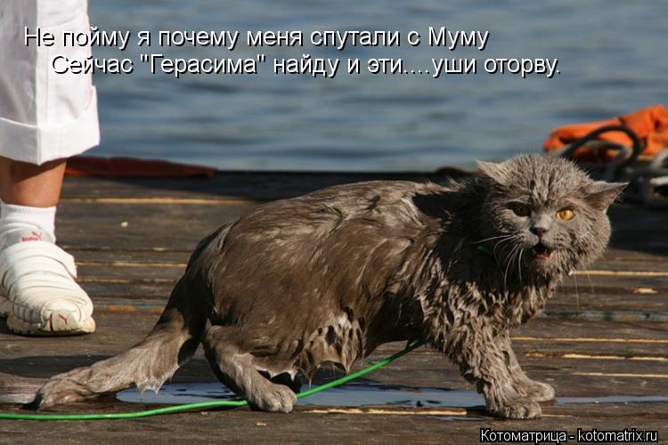 Не пойму я почему меня спутали с Муму Сейчас "Герасима" найду и эти....уши оторву.... Котоматрица: Не пойму я почему меня спутали с Муму Сейчас "Герасима" найду и эти....уши оторву.