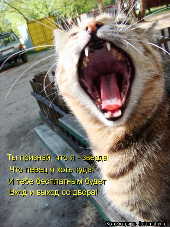 Ты признай, что я - звезда! Что певец я хоть куда! И тебе бесплатным будет Вход и выход со двора!... Котоматрица: Ты признай, что я - звезда! Что певец я хоть куда! И тебе бесплатным будет Вход и выход со двора!