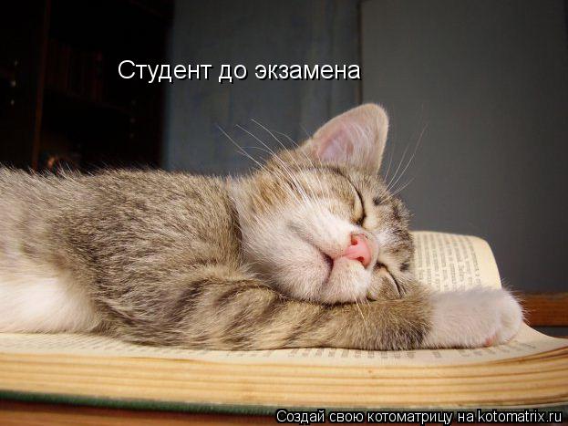 Студент до экзамена... Котоматрица: Студент до экзамена