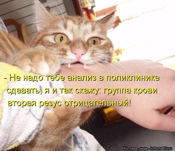 - Не надо тебе анализ в поликлинике сдавать, я и так скажу: группа крови вторая резус отрицательный!... Котоматрица: - Не надо тебе анализ в поликлинике сдавать, я и так скажу: группа крови вторая резус отрицательный!