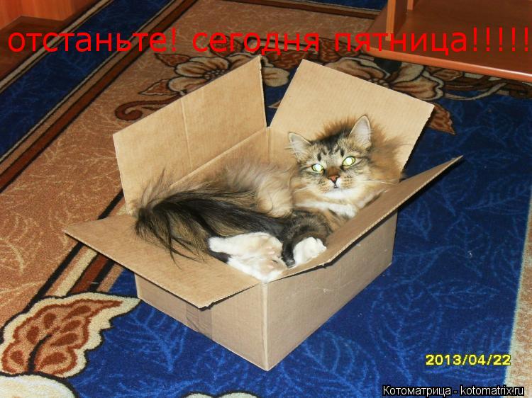отстаньте! сегодня пятница!!!!!... Котоматрица: отстаньте! сегодня пятница!!!!!