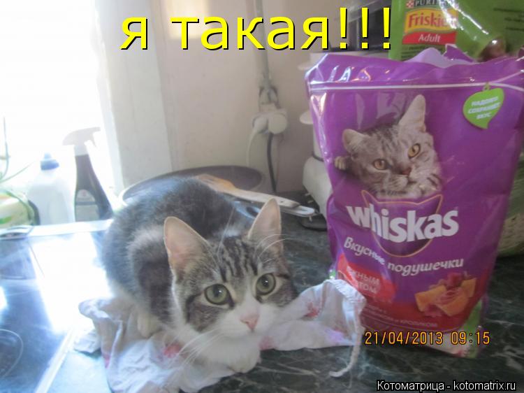 я такая!!!... Котоматрица: я такая!!!