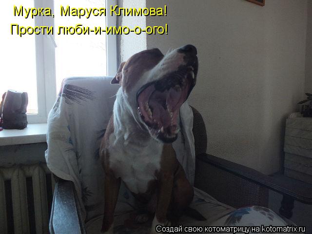 Мурка, Маруся Климова! Прости люби-и-имо-о-ого!... Котоматрица: Мурка, Маруся Климова! Прости люби-и-имо-о-ого!