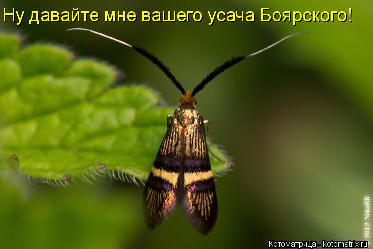 Ну давайте мне вашего усача Боярского!... Котоматрица: Ну давайте мне вашего усача Боярского!