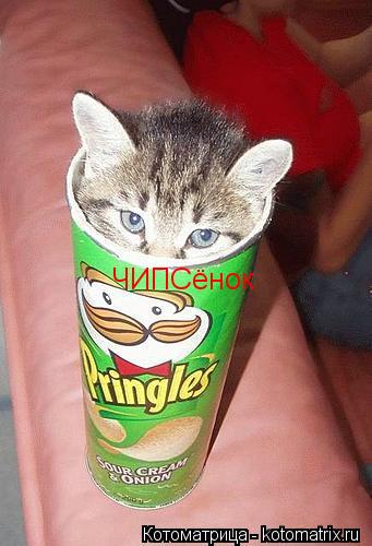 ЧИПСёнок... Котоматрица: ЧИПСёнок