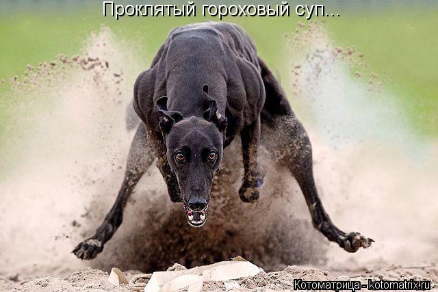 Проклятый гороховый суп...... Котоматрица: Проклятый гороховый суп...