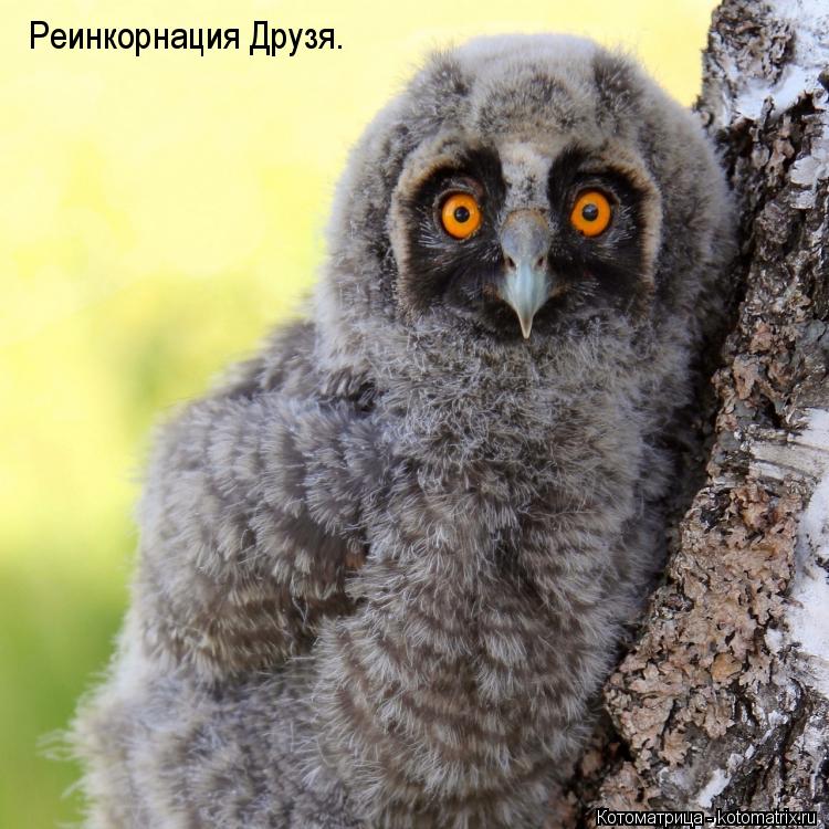 Реинкорнация Друзя.... Котоматрица: Реинкорнация Друзя.