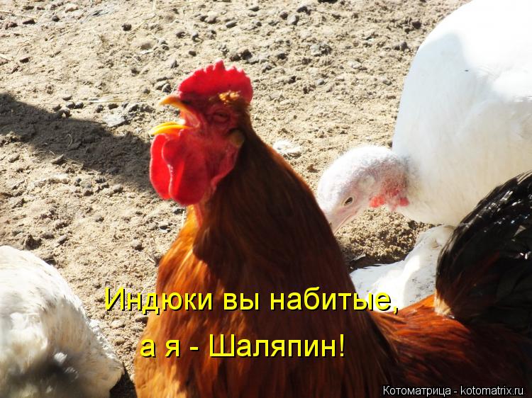 Индюки вы набитые, а я - Шаляпин!... Котоматрица: Индюки вы набитые, а я - Шаляпин!
