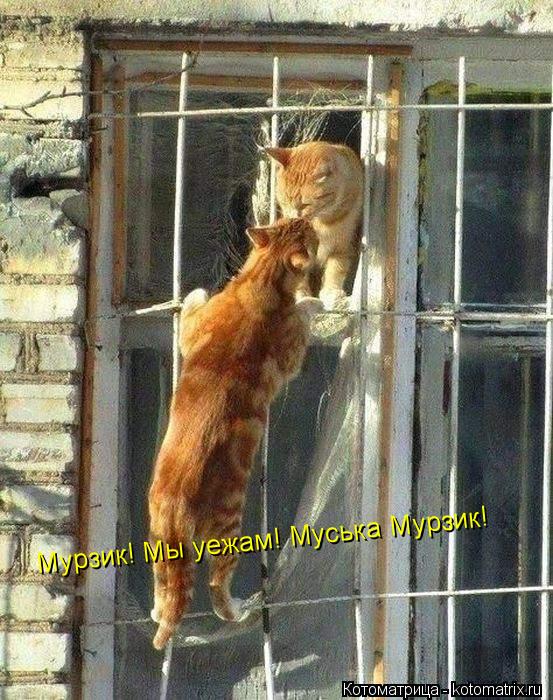 Мурзик! Мы уежам! Муська Мурзик!... Котоматрица: Мурзик! Мы уежам! Муська Мурзик!