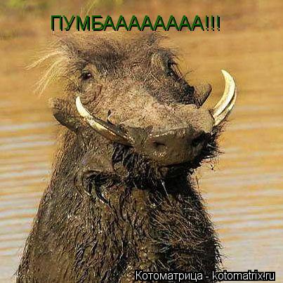ПУМБАААААААА!!!... Котоматрица: ПУМБАААААААА!!!