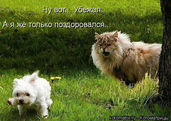 Ну вот... Убежал... А я же только поиграть с ним собрался... А я же только поздоровался...... Котоматрица: Ну вот... Убежал... А я же только поиграть с ним собрался... А я же только поздоровался...