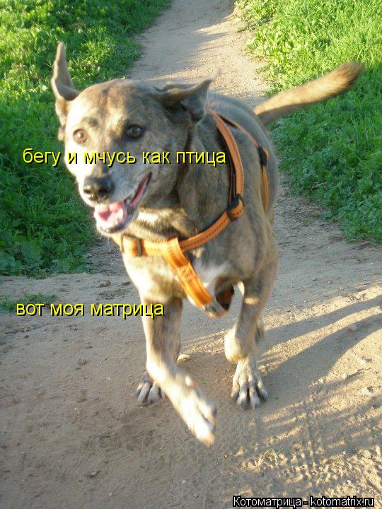 бегу и мчусь как птица вот моя матрица... Котоматрица: бегу и мчусь как птица вот моя матрица