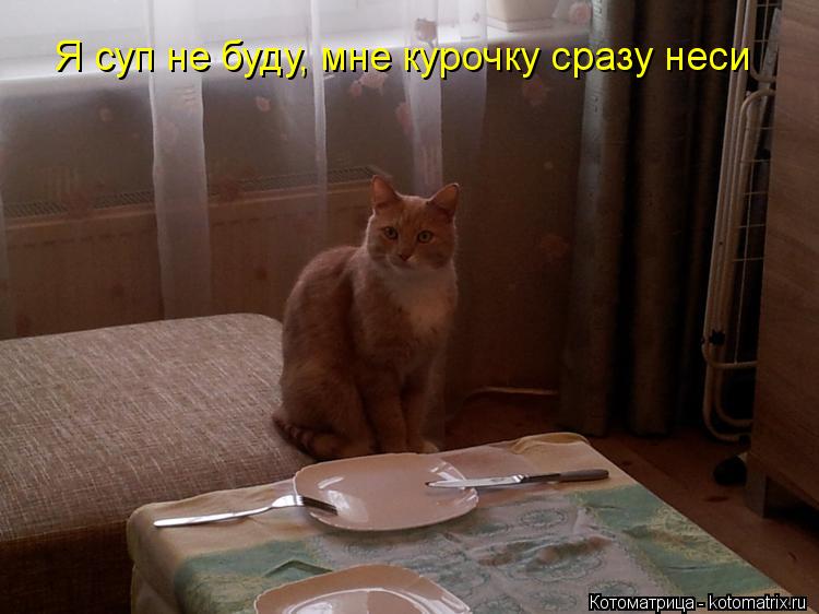 Я суп не буду, мне курочку сразу неси... Котоматрица: Я суп не буду, мне курочку сразу неси
