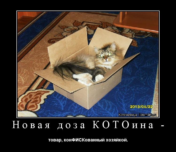 Новая доза КОТОина - товар, конФИСКованный хозяйкой.... Котоматрица: Новая доза КОТОина - товар, конФИСКованный хозяйкой.