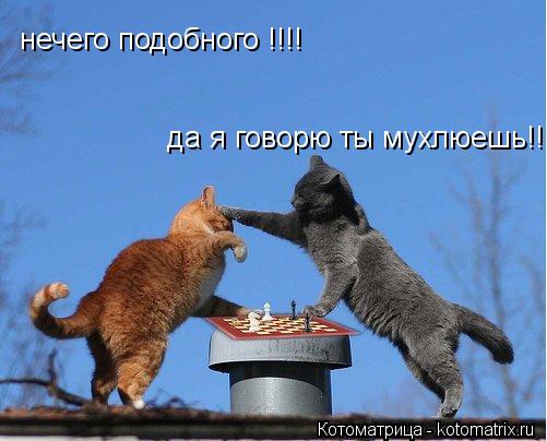 нечего подобного !!!! да я говорю ты мухлюешь!!!... Котоматрица: нечего подобного !!!! да я говорю ты мухлюешь!!!