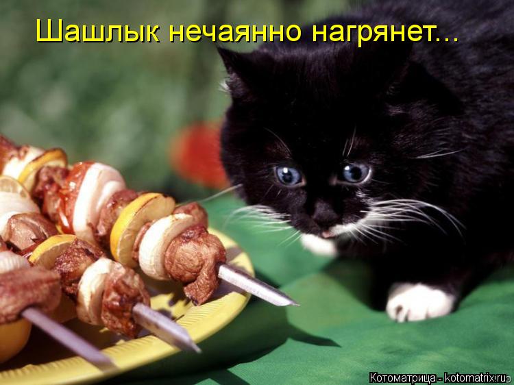 Шашлык нечаянно нагрянет...... Котоматрица: Шашлык нечаянно нагрянет...