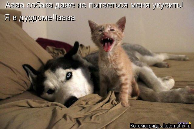 Аааа,собака даже не пытаеться меня укусить! Я в дурдоме!!аааа... Котоматрица: Аааа,собака даже не пытаеться меня укусить! Я в дурдоме!!аааа