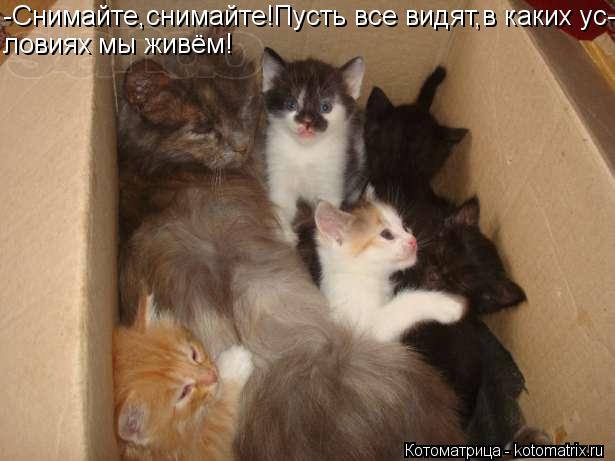 -Снимайте,снимайте!Пусть все видят,в каких ус- ловиях мы живём!... Котоматрица: -Снимайте,снимайте!Пусть все видят,в каких ус- ловиях мы живём!