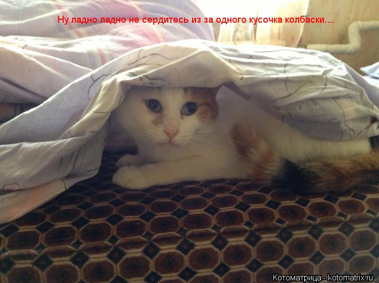 Ну ладно ладно не сердитесь из за одного кусочка колбаски....... Котоматрица: Ну ладно ладно не сердитесь из за одного кусочка колбаски....