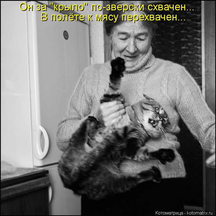 Котоматрица: Он за "крыло" по-зверски схвачен... В полёте к мясу перехвачен...