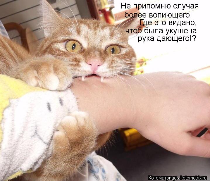 Не припомню случая более вопиющего! Где это видано, чтоб была укушена рука дающего!?... Котоматрица: Не припомню случая более вопиющего! Где это видано, чтоб была укушена рука дающего!?