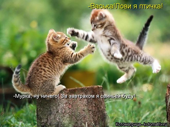 -Васька!Лови я птичка! -Мурка, ну ничего! За завтраком я свиньёй буду!... Котоматрица: -Васька!Лови я птичка! -Мурка, ну ничего! За завтраком я свиньёй буду!