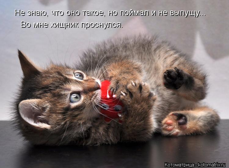 Не знаю, что оно такое, но поймал и не выпущу... Во мне хищник проснулся.... Котоматрица: Не знаю, что оно такое, но поймал и не выпущу... Во мне хищник проснулся.