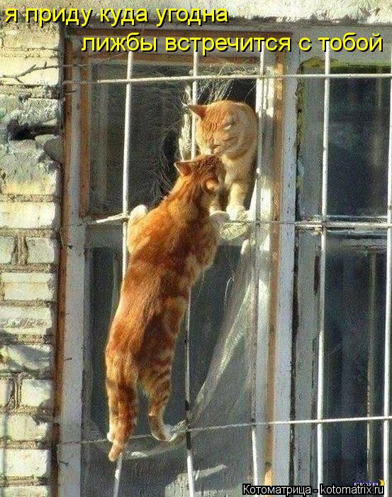 я приду куда угодна я приду куда угодна лижбы встречится с тобой... Котоматрица: я приду куда угодна я приду куда угодна лижбы встречится с тобой