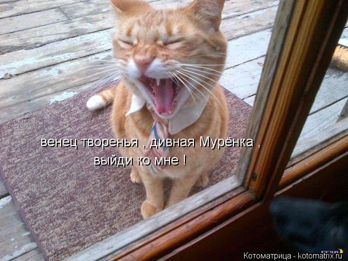 венец творенья , дивная Мурёнка , выйди ко мне !... Котоматрица: венец творенья , дивная Мурёнка , выйди ко мне !