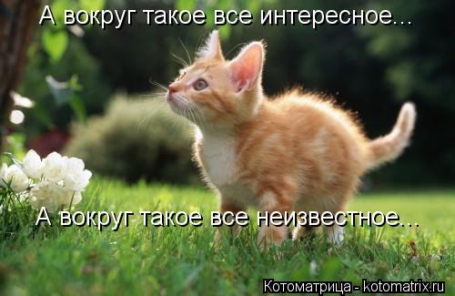 А вокруг такое все интересное... А вокруг такое все неизвестное...... Котоматрица: А вокруг такое все интересное... А вокруг такое все неизвестное...