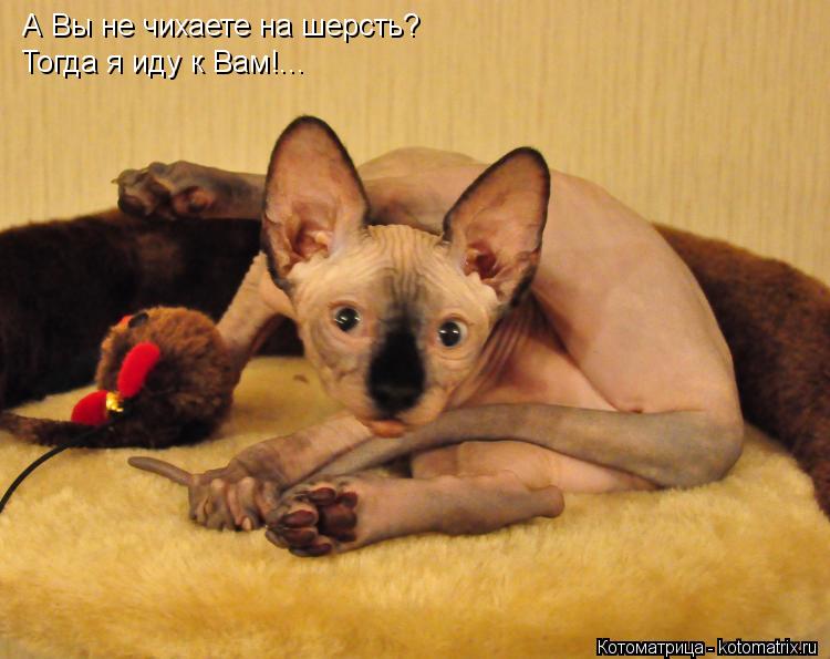 А Вы не чихаете на шерсть? Тогда я иду к Вам!...... Котоматрица: А Вы не чихаете на шерсть? Тогда я иду к Вам!...