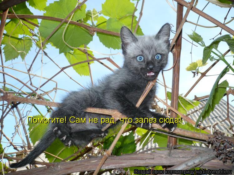 Помогите! Сам не рад, что залез сюда!... Котоматрица: Помогите! Сам не рад, что залез сюда!