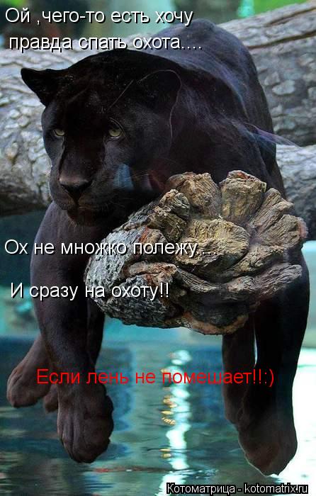 Ой ,чего-то есть хочу правда спать охота.... Ох не множко полежу.... И сразу на охоту!! Если лень н... Котоматрица: Ой ,чего-то есть хочу правда спать охота.... Ох не множко полежу.... И сразу на охоту!! Если лень не помешает!!:)