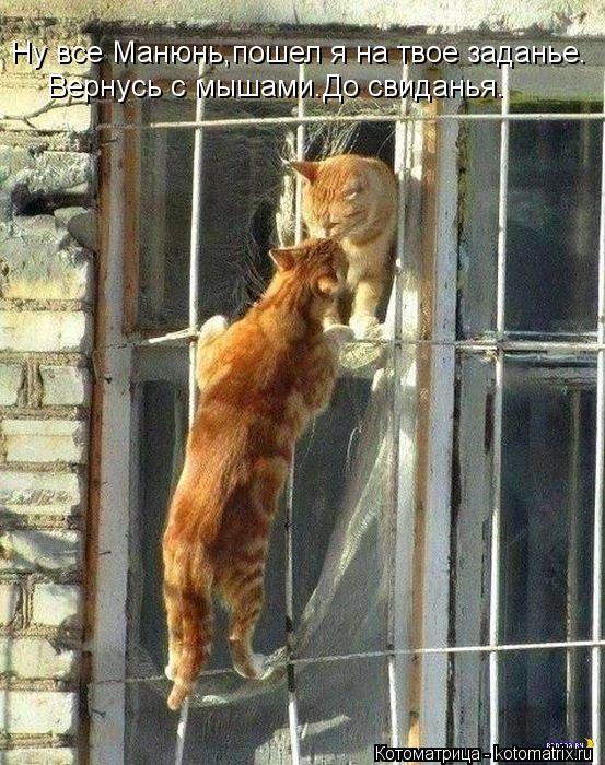 Ну все Манюнь,пошел я на твое заданье. Вернусь с мышами.До свиданья.... Котоматрица: Ну все Манюнь,пошел я на твое заданье. Вернусь с мышами.До свиданья.