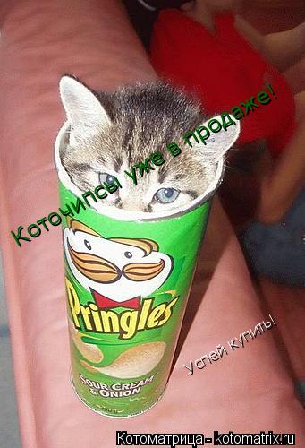 Коточипсы уже в продаже! Успей купить!... Котоматрица: Коточипсы уже в продаже! Успей купить!