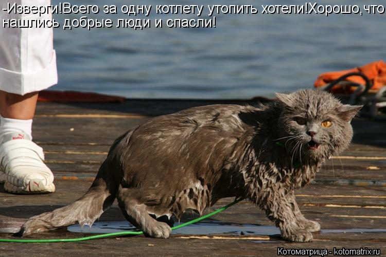 -Изверги!Всего за одну котлету утопить хотели!Хорошо,что нашлись добрые люди и спасли!... Котоматрица: -Изверги!Всего за одну котлету утопить хотели!Хорошо,что нашлись добрые люди и спасли!