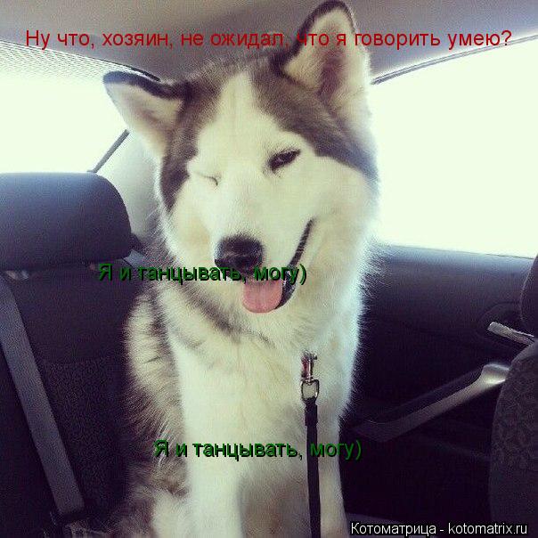Ну что, хозяин, не ожидал, что я говорить умею? Я и танцывать, могу) Я и танцывать, могу)... Котоматрица: Ну что, хозяин, не ожидал, что я говорить умею? Я и танцывать, могу) Я и танцывать, могу)