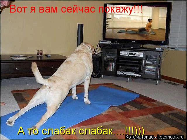 Вот я вам сейчас покажу!!! А то слабак слабак....!!!)))... Котоматрица: Вот я вам сейчас покажу!!! А то слабак слабак....!!!)))