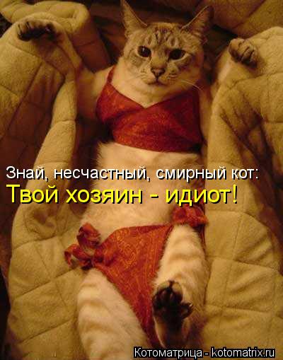 Знай, несчастный, смирный кот: Твой хозяин - идиот!... Котоматрица: Знай, несчастный, смирный кот: Твой хозяин - идиот!
