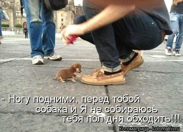 - Ногу подними, перед тобой собака и Я не собираюсь тебя пол дня обходить!!!... Котоматрица: - Ногу подними, перед тобой собака и Я не собираюсь тебя пол дня обходить!!!