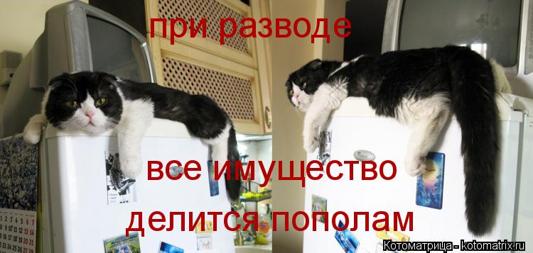 при разводе все имущество делится пополам... Котоматрица: при разводе все имущество делится пополам