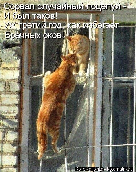 Сорвал случайный поцелуй - И был таков! Уж третий год, как избегает Брачных оков!... Котоматрица: Сорвал случайный поцелуй - И был таков! Уж третий год, как избегает Брачных оков!