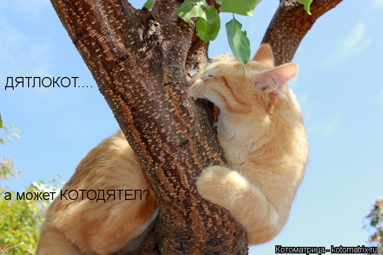 ДЯТЛОКОТ.... а может КОТОДЯТЕЛ?... Котоматрица: ДЯТЛОКОТ.... а может КОТОДЯТЕЛ?