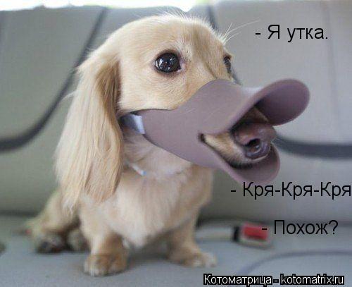- Я утка. - Кря-Кря-Кря - Похож?... Котоматрица: - Я утка. - Кря-Кря-Кря - Похож?